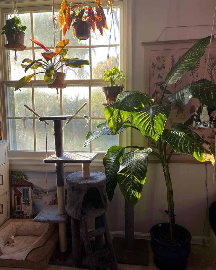 Die Top 10 der schönsten Zimmerpflanzen, die ohne Sonnenlicht wachsen 4 Dieffenbachia