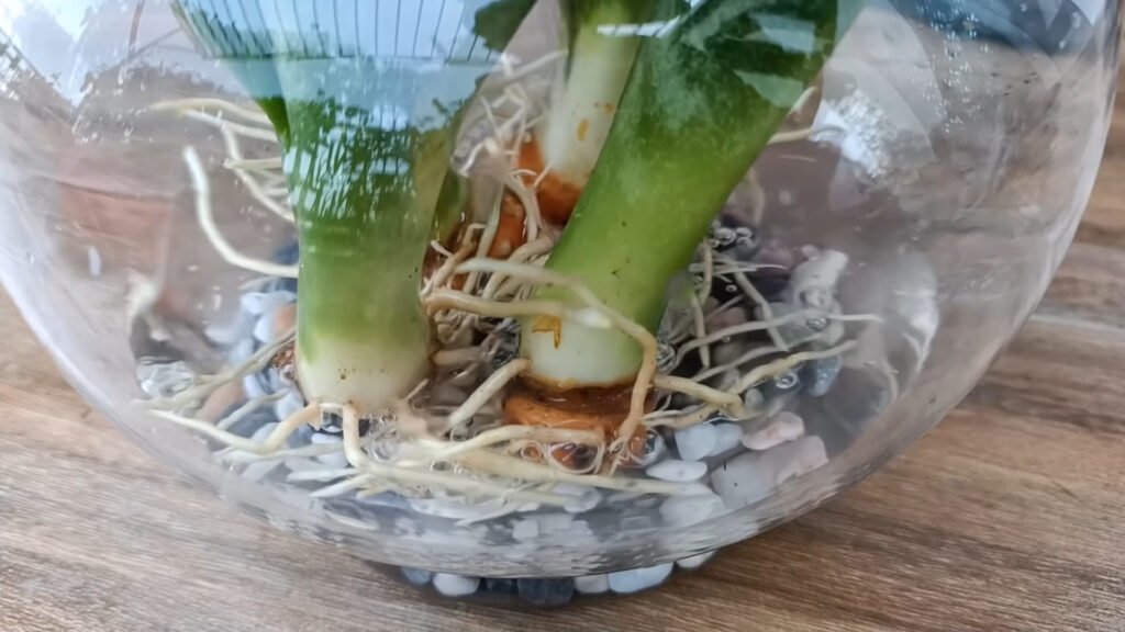 How to grow aquatic tiger tongue plant effective in removing toxins in the air 2