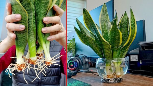 Die Faszinierende Sansevieria: Alles, was Sie über diese außergewöhnliche Pflanze wissen müssen