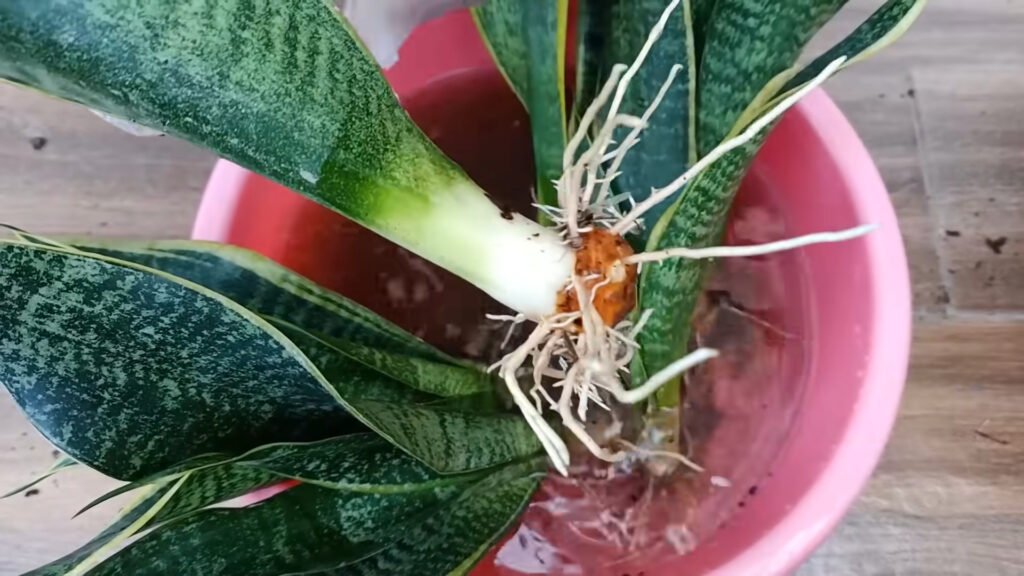 How to grow aquatic tiger tongue plant effective in removing toxins in the air