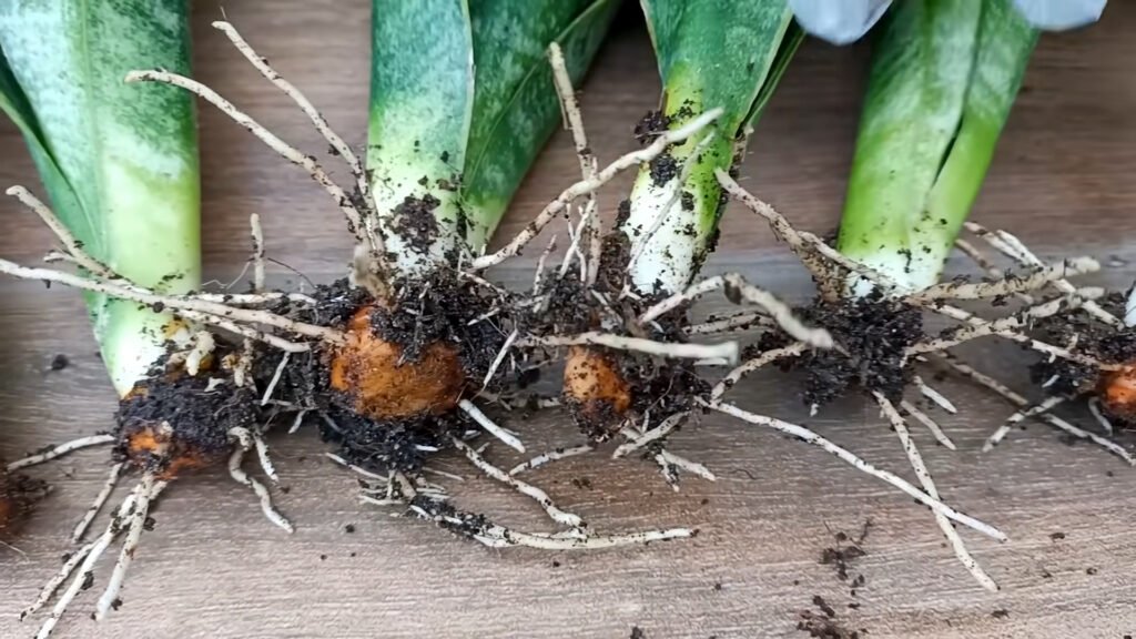 How to grow aquatic tiger tongue plant effective in removing toxins in the air 1