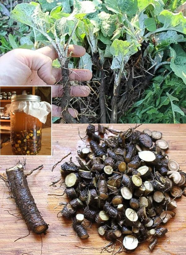 Die Kunst der Kletten-Tinktur beherrschen: Eine Schritt-für-Schritt-Anleitung