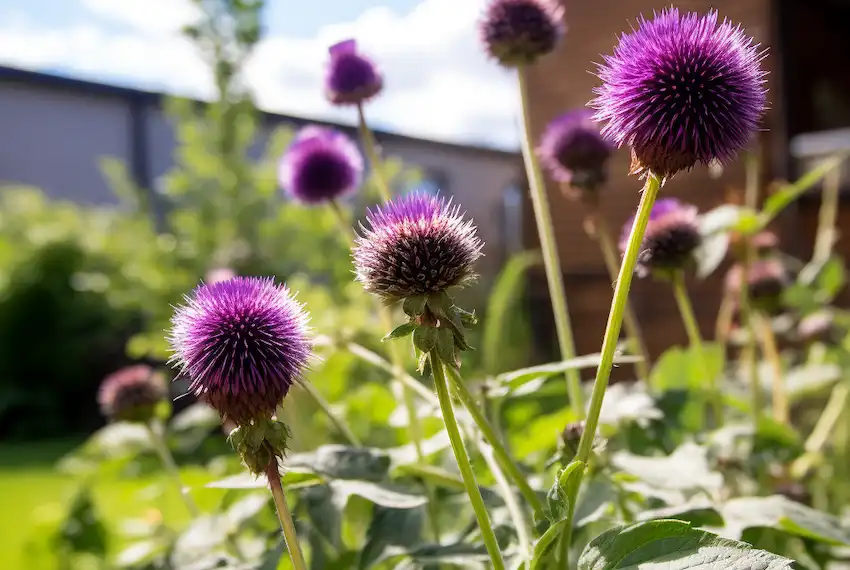 burdock in home garden