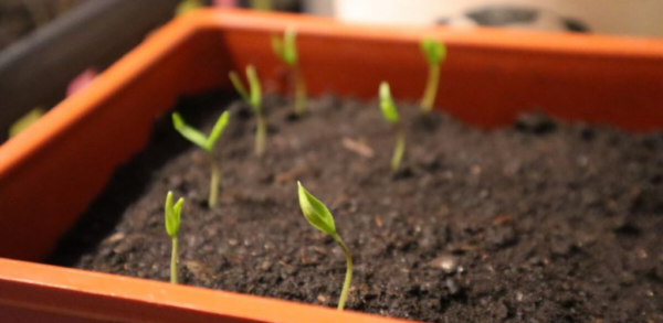 Die Pfeffersämlinge sprossen sofort! Stellen Sie sicher, dass sich die Pflanzen nicht ausdehnen, nicht krank werden und eine super Ernte liefern