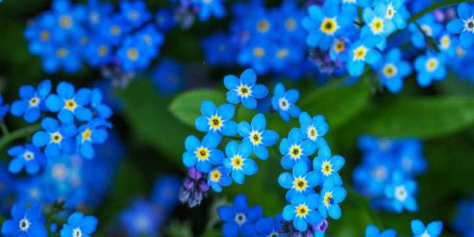 Die Pflanze, die als “Glücksmagnet” bekannt ist und gute Nachrichten nach Hause bringt, ist die beliebte Glücksfeder oder auch Zamioculcas zamiifolia.