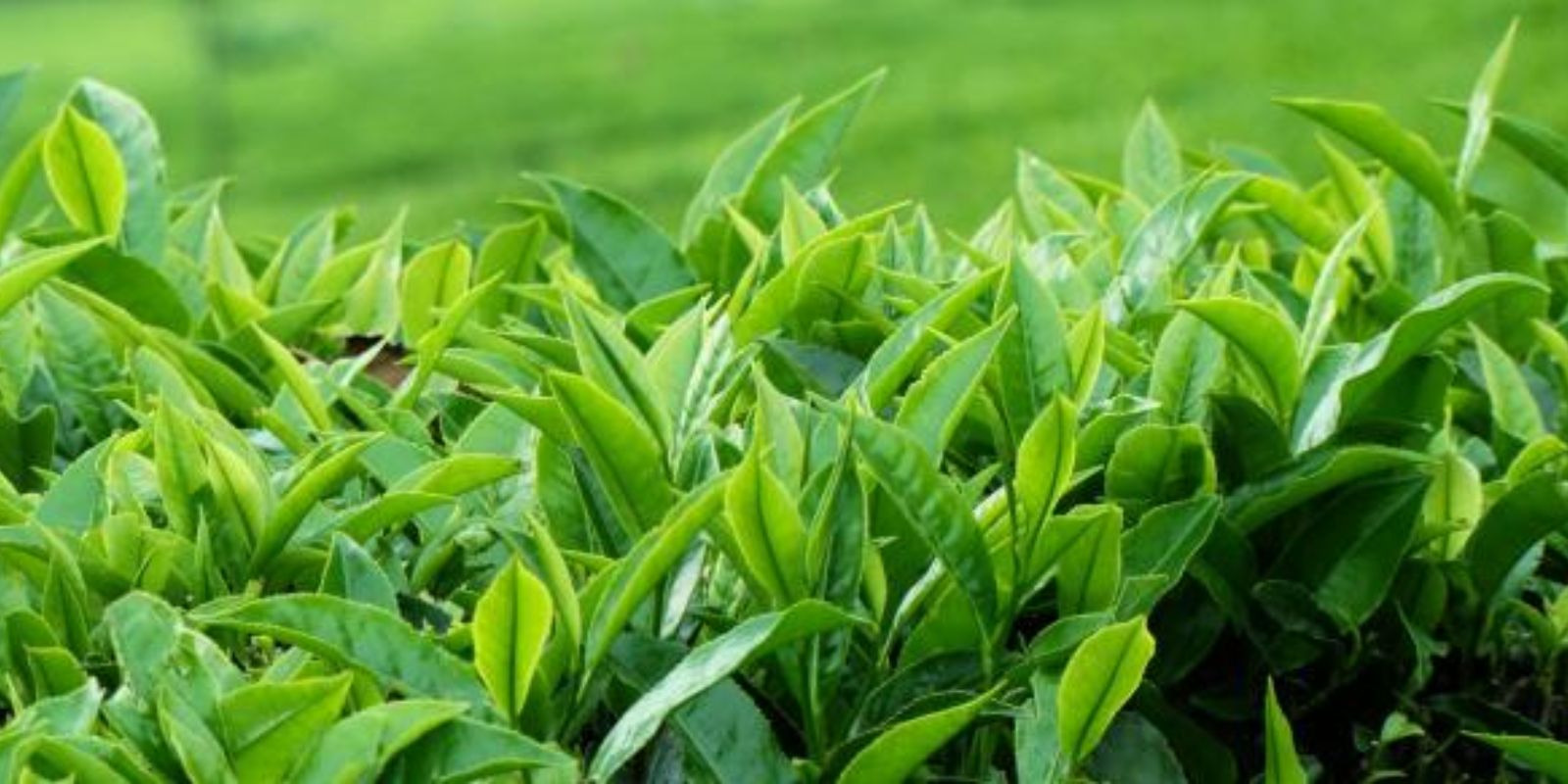 Die Vorteile des Teeanbaus zu Hause: Eine Wohltat für Körper und Seele