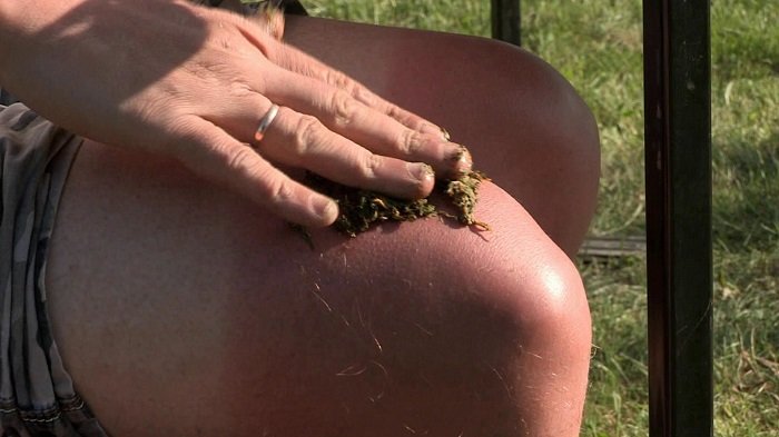 полезные сивыстане тольстянки