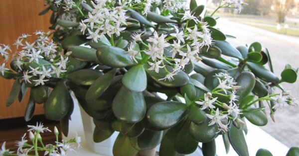 Die Wunder des Fensterblattes: Ein Schatz für Gesundheit und Wohlstand