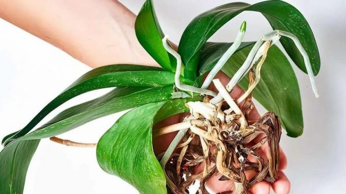 Die meisten Leute stellen die Orchidee an die falsche Stelle, deshalb blüht sie nicht.