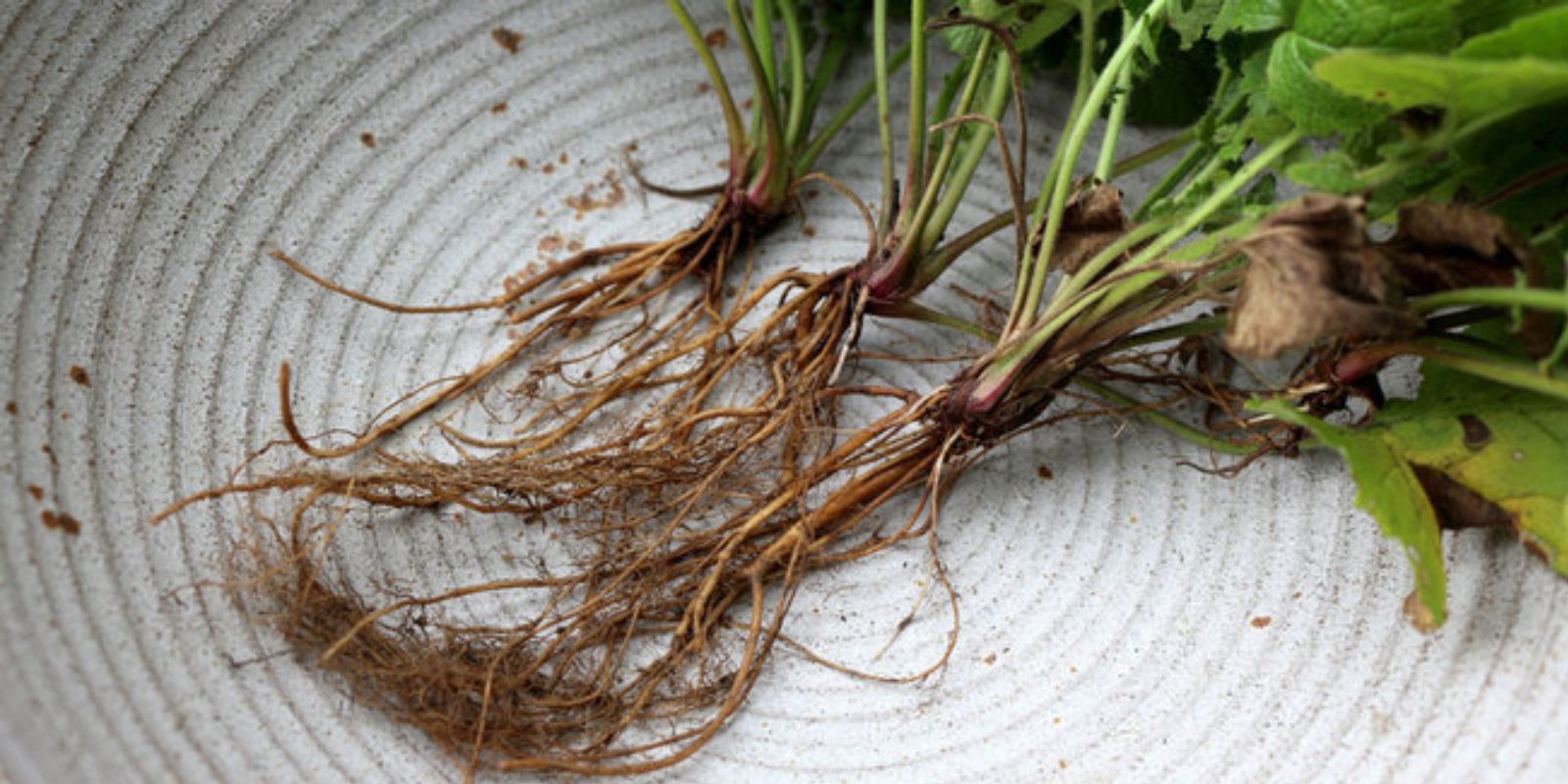 Die meisten Menschen wissen nicht, warum die Löwenzahnwurzeln der wichtigste Teil der Pflanze