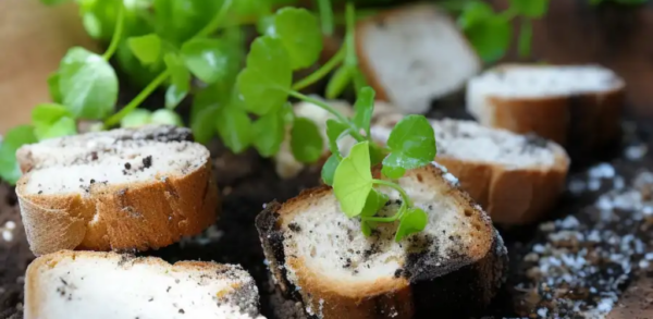 Die organische Gartenrevolution: Brot als universeller Dünger