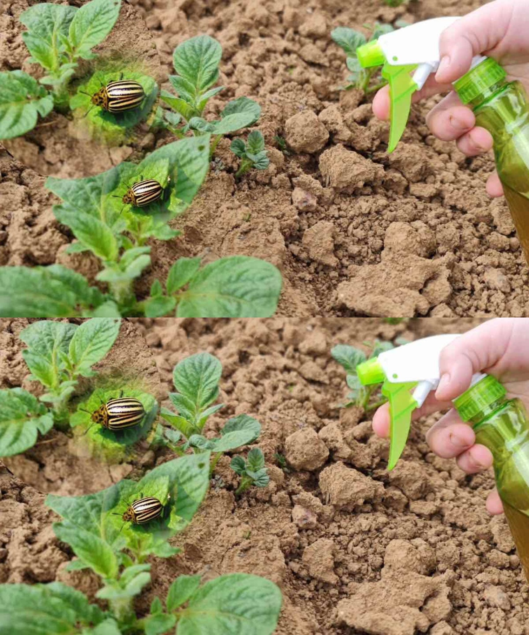 Die wirksamste natürliche Methode, Kartoffeln vor Käfern zu schützen