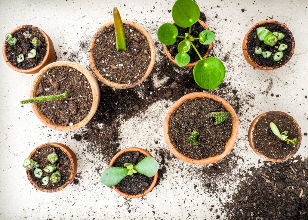 Viele verschiedene Stecklinge