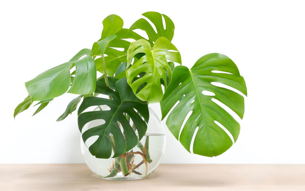 Monstera