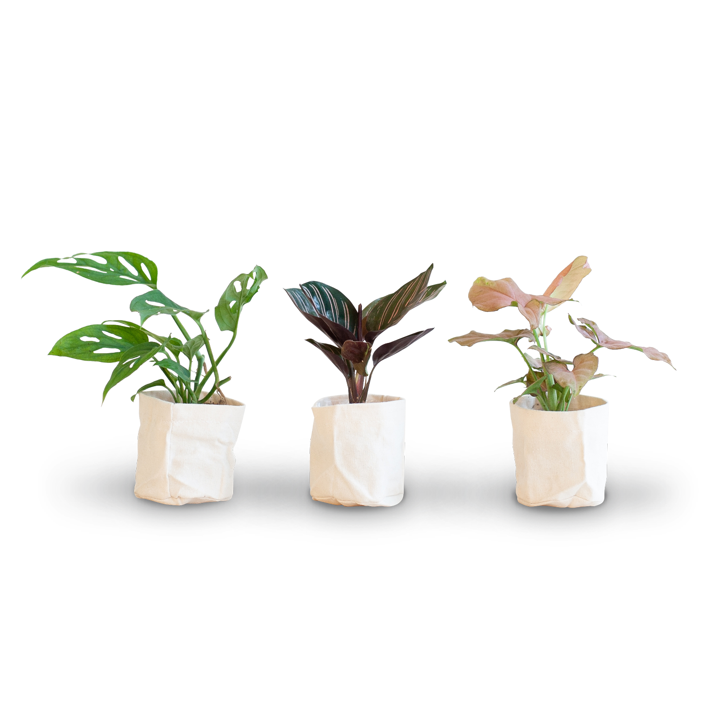 Zimmerpflanzen Stecklingsbox (3 Stk.)