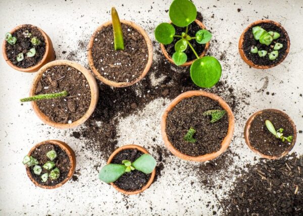 Diese Pflanze sollte in jedem Zimmer stehen: Sie brauchen sie nicht zu kaufen, nur 1 Blatt, also leicht zu vermehren!