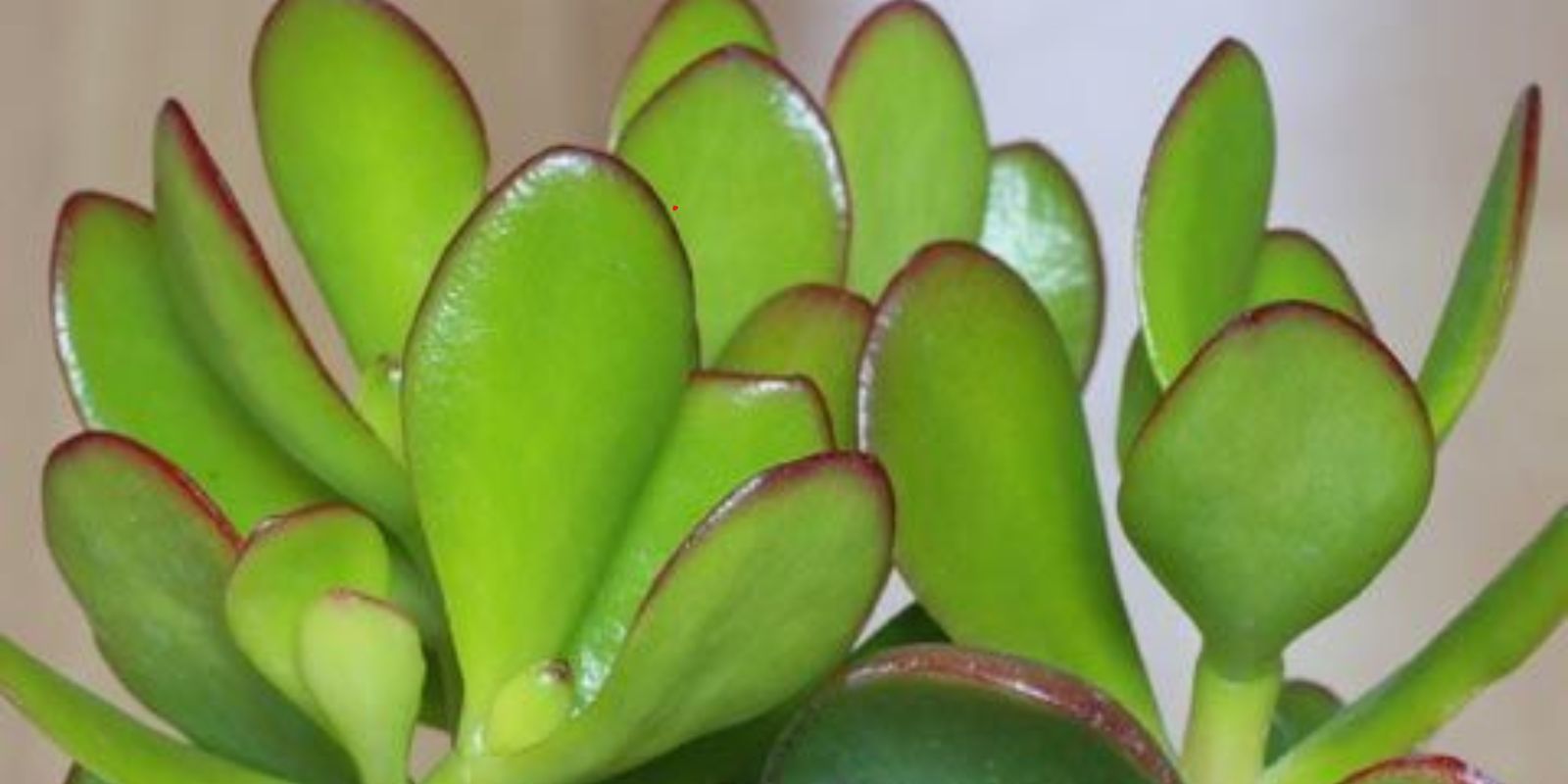 Diese Pflanze, von der viele nicht wissen, dass sie Geld und Reichtum in Ihr Zuhause bringt, ist die Geldpflanze, auch bekannt als Pilea peperomioides oder chinesischer Geldbaum.