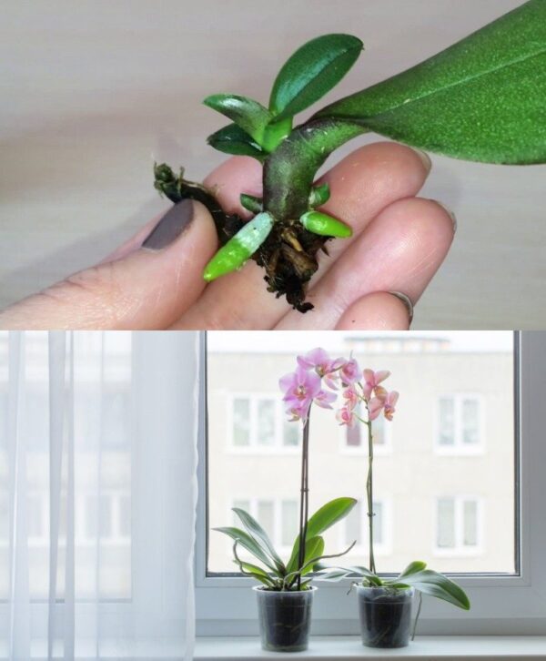 Du kannst eine Orchidee auch aus ihren Blättern nachbilden. Das ist alles, was du tun musst