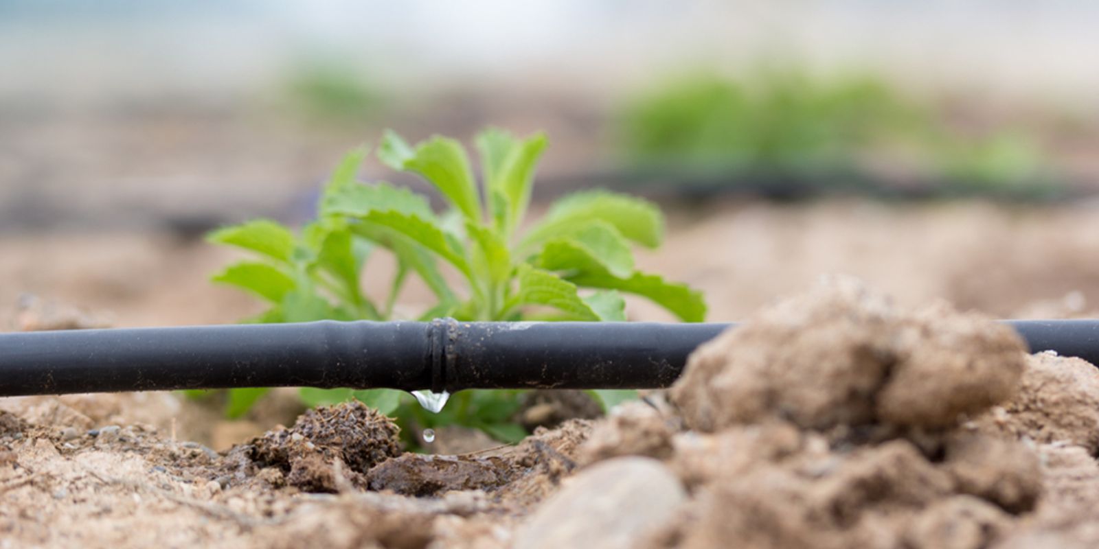 Effiziente Bewässerung mit dem Chapin-Eimer: Ein Leitfaden für einen gesunden Garten