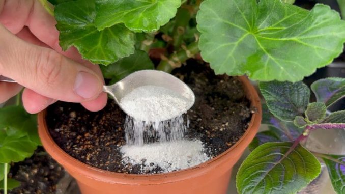 Ein Löffel unter Ihren Pflanzen: Es ist der Freund eines Gärtners