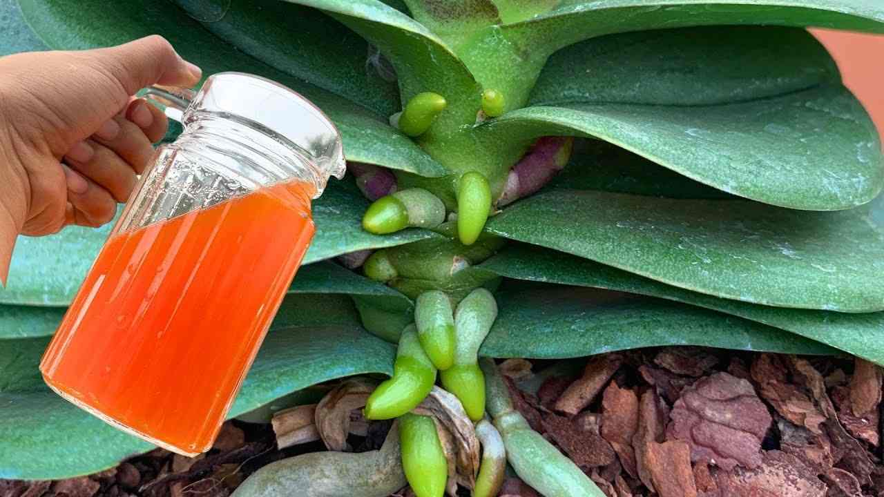 Tasse auf der Pflanze Tasse auf der Pflanze