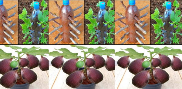 Eine einzigartige Technik zur Vermehrung von Feigenbäumen aus Stecklingen