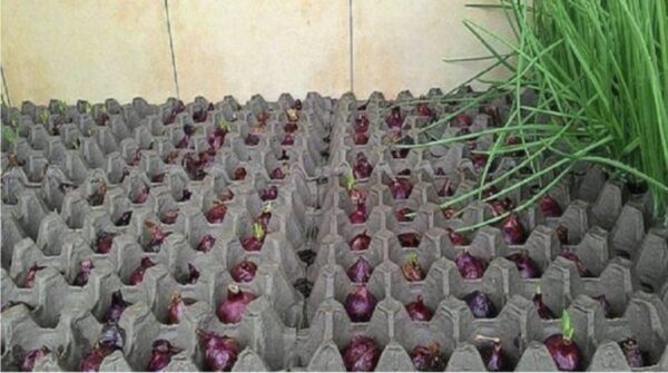 Eine ungewöhnliche und sehr interessante Zwiebelpflanzung: nicht schmutzig, denn hier gibt es kein Land