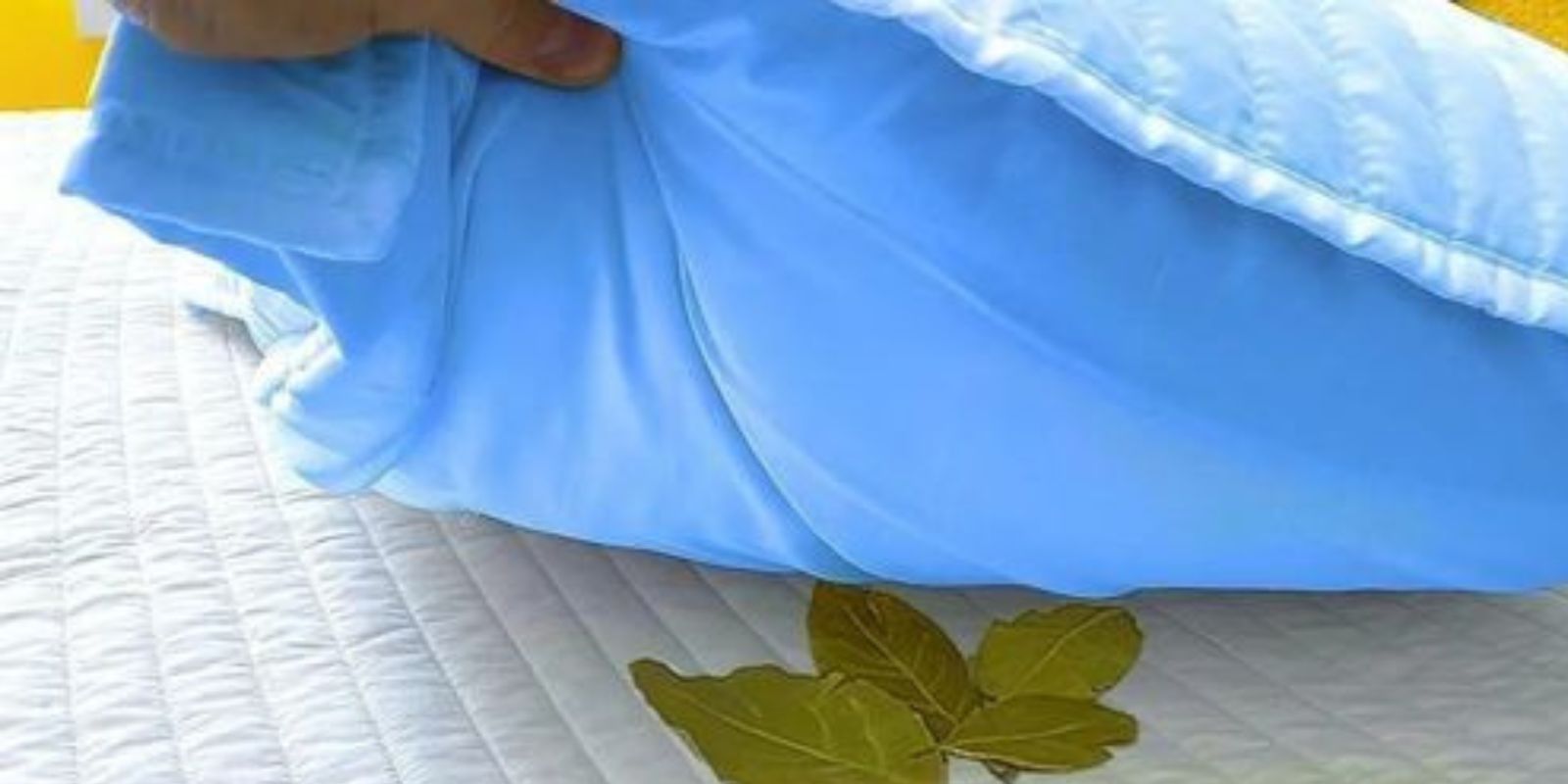 Einfach Lorbeerblätter unter das Kopfkissen legen – was dabei passiert, ist beeindruckend