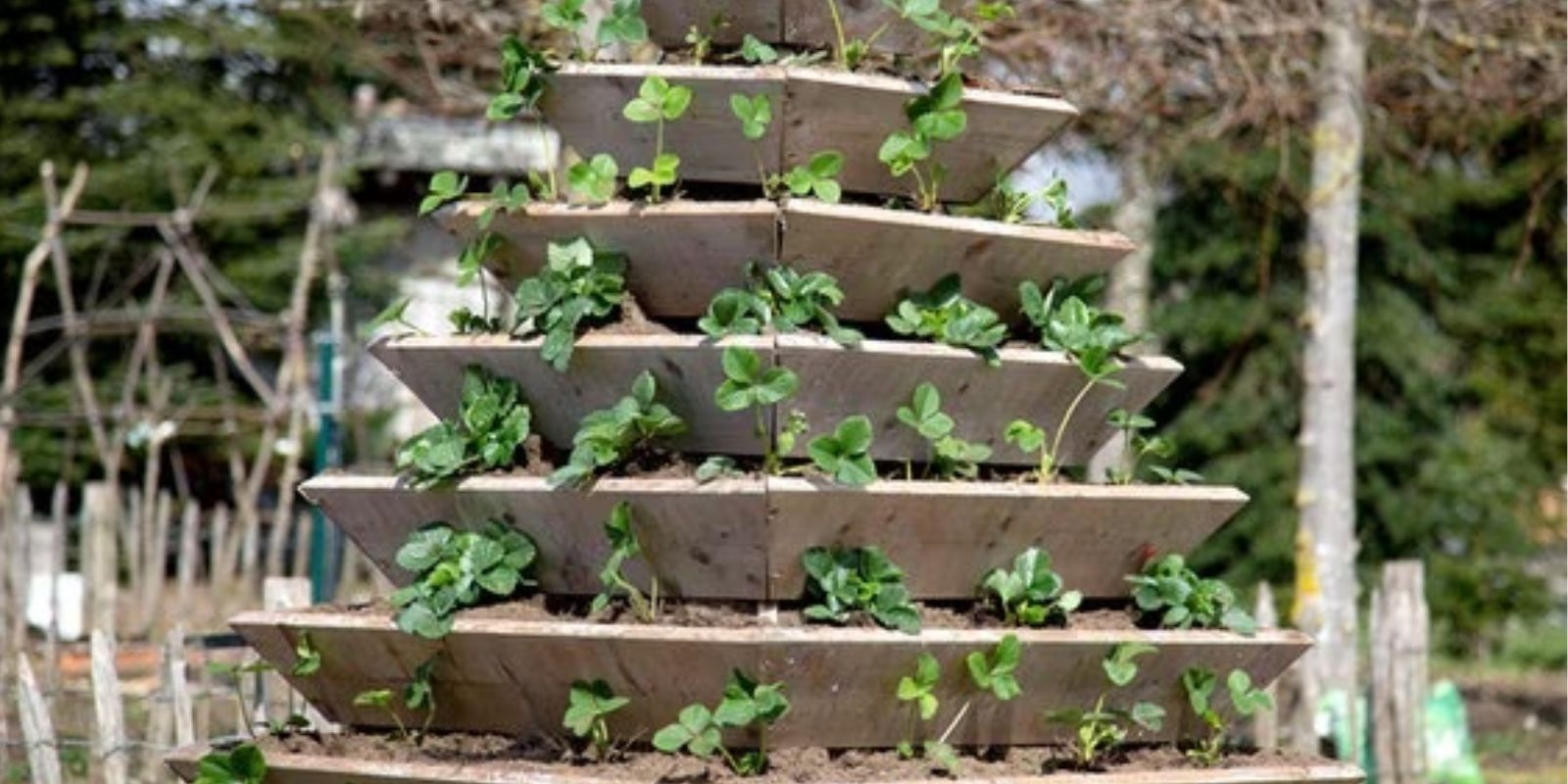 Erdbeer-Pyramidenpflanzer – Frische Erdbeeren im eigenen Garten genießen