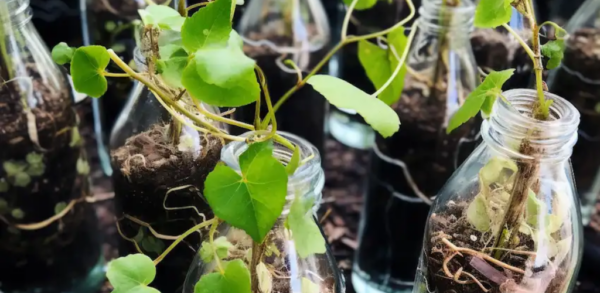 Erfolg kultivieren: Eine detaillierte Anleitung zum Anbau von Weinreben aus beschnittenen Stecklingen