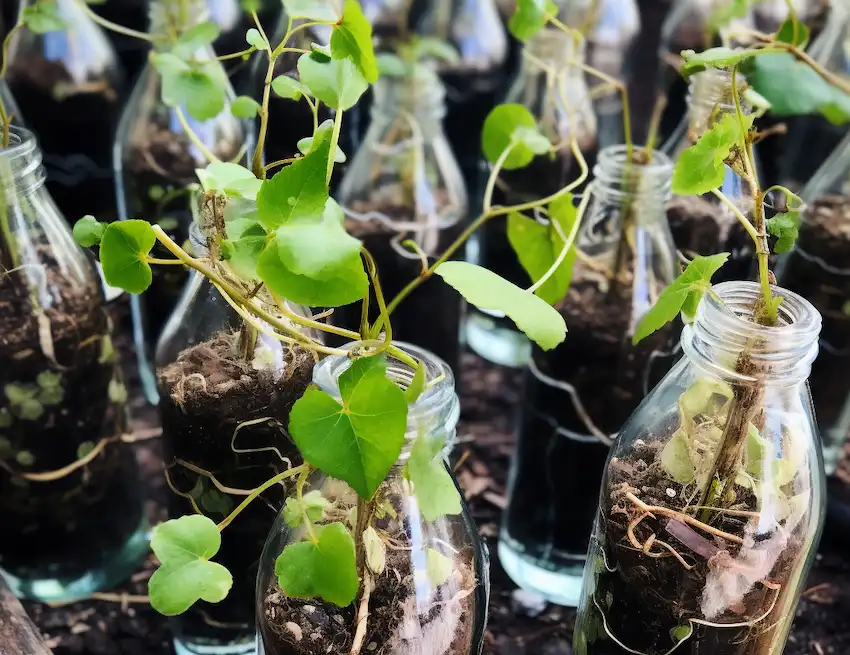 Weinanbau in Plastikflaschen