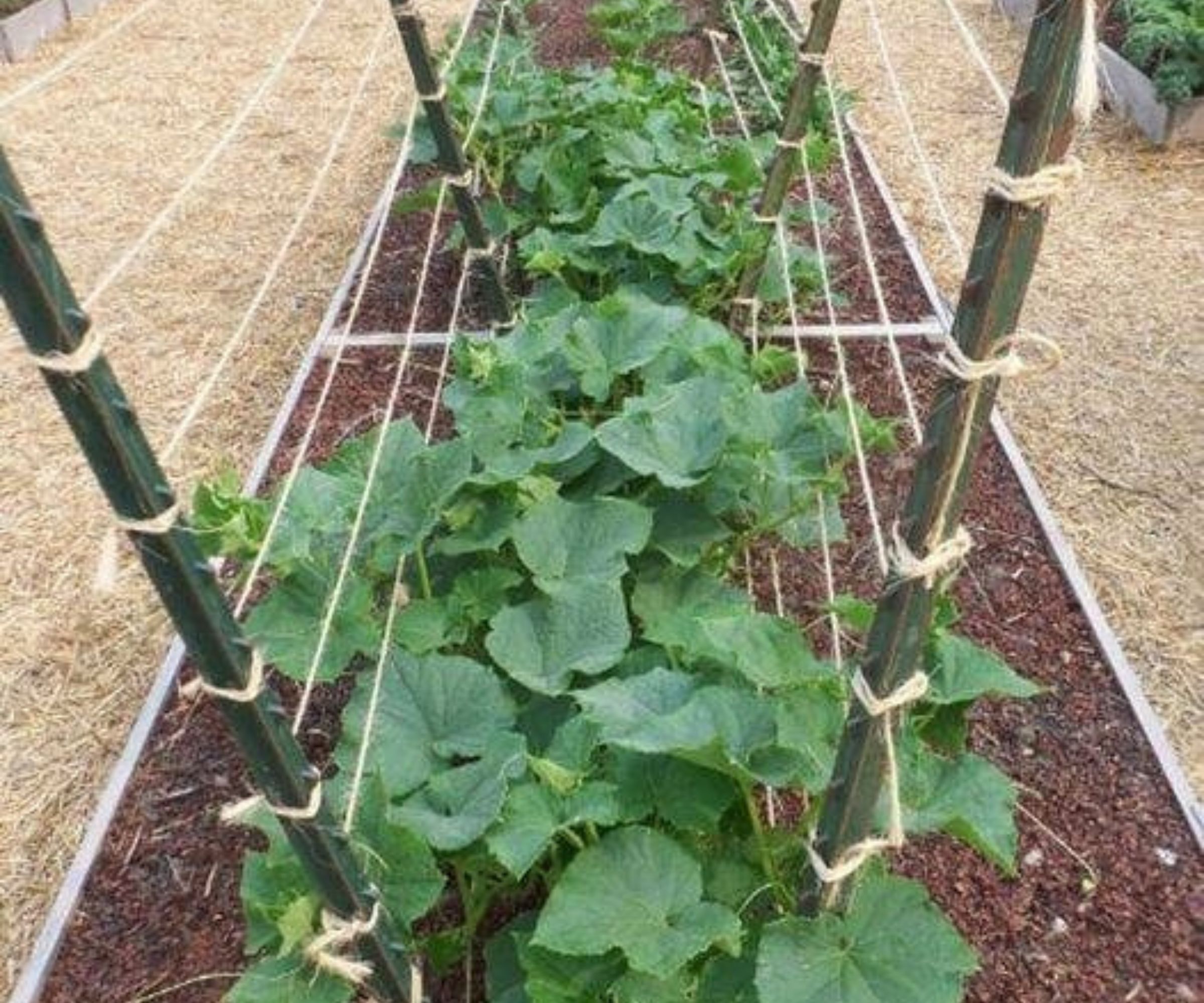 Erstellen Sie einen produktiven und schönen Garten mit einem einfachen DIY-Spalier