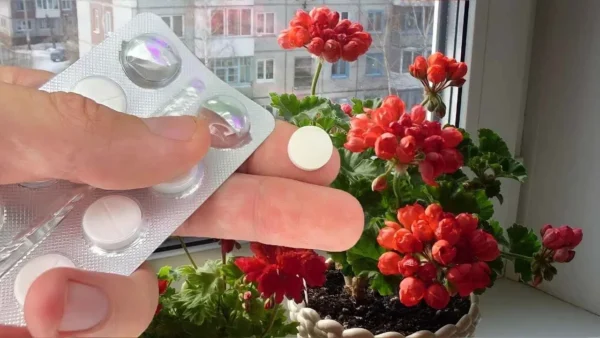 Erwecken Sie Ihre Winterblüten mit der erstaunlichen Kraft von Aspirin