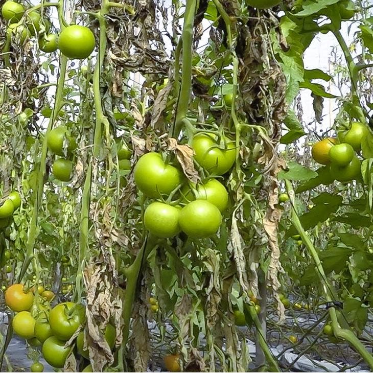 Von Schädlingen befallene Tomaten_