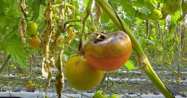 Falscher Mehltau bei Tomaten: Wie man den Pilz mit natürlichen Mitteln bekämpft