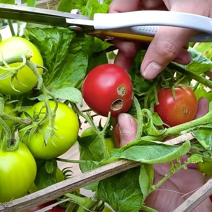 Verarbeitung von Tomaten_