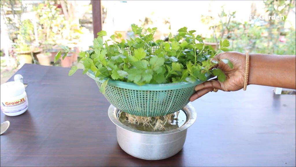 Grow Coriander at home in water Dhaniya उगाने का सबसे आसान तरीका Coriander in hydroponic system 4