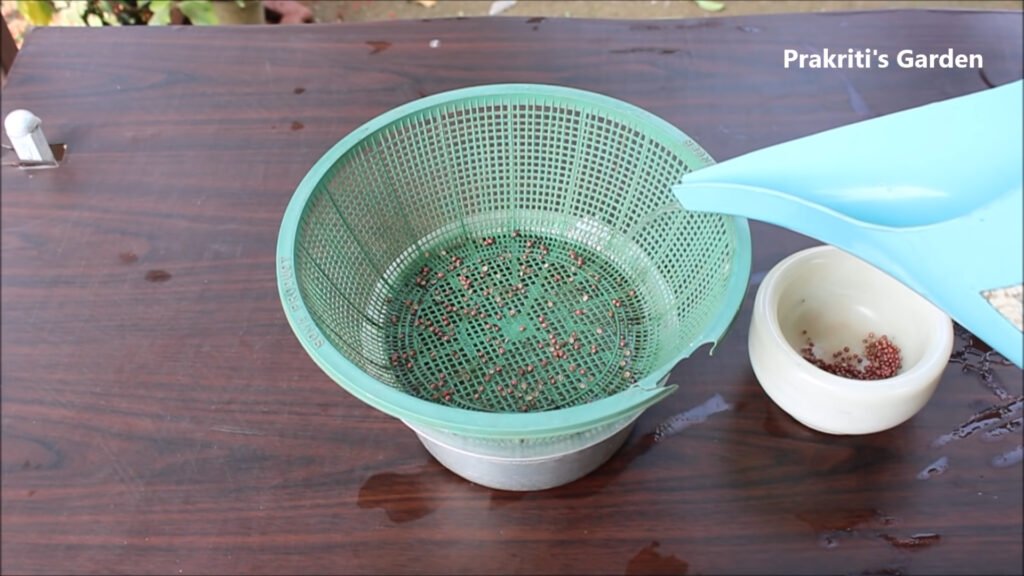 Grow Coriander at home in water Dhaniya उगाने का सबसे आसान तरीका Coriander in hydroponic system 2