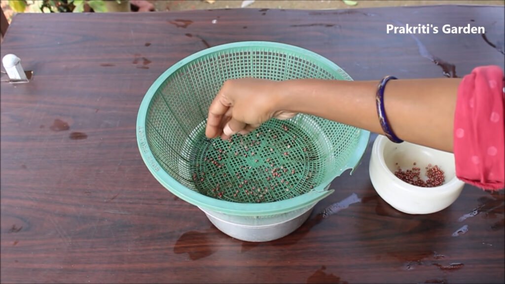 Grow Coriander at home in water Dhaniya उगाने का सबसे आसान तरीका Coriander in hydroponic system 1