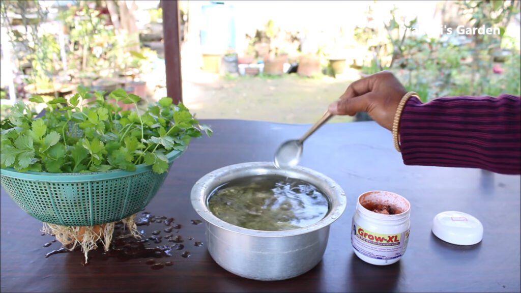 Grow Coriander at home in water Dhaniya उगाने का सबसे आसान तरीका Coriander in hydroponic system 5