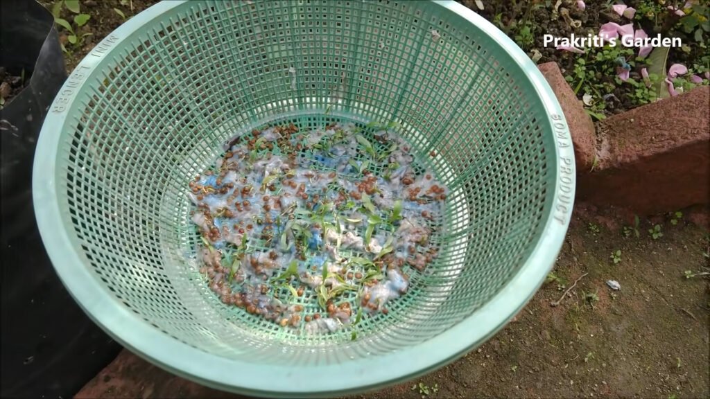 Grow Coriander at home in water Dhaniya उगाने का सबसे आसान तरीका Coriander in hydroponic system 3