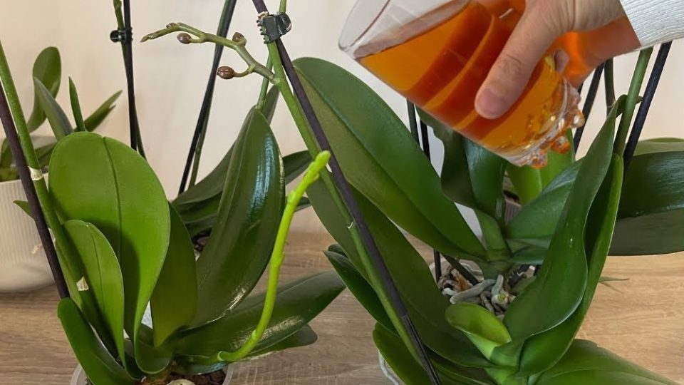 Geben Sie dies Orchideenblättern