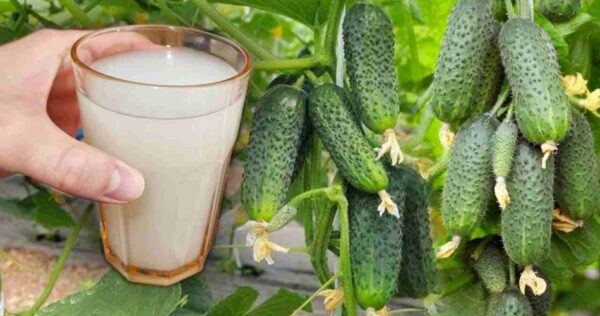 Geben Sie es gleich an Gurken, Tomaten und Paprika und es steigert sofort den Ertrag.