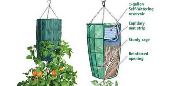 Gedeihen über der Erde: Ein umfassender Leitfaden zur Gartenpflege für hängende Tomaten