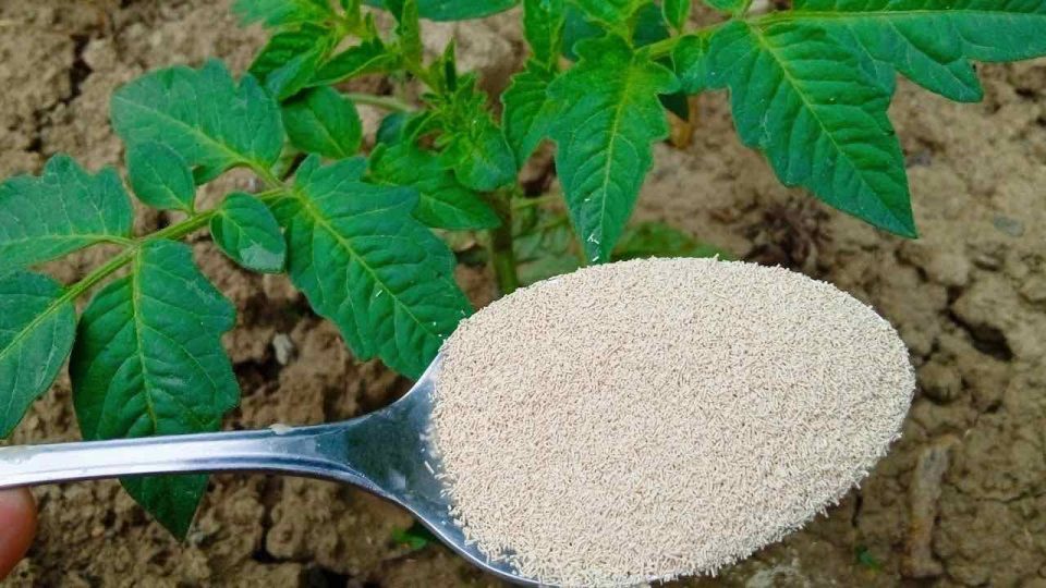 Gemüsegarten: Tomaten, Paprika und Gurken verdoppeln sich mit dieser Ergänzung