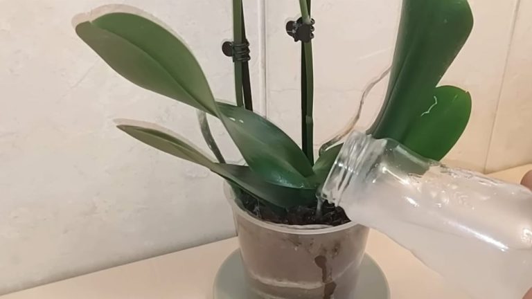 Gießen Sie damit und Ihre Zimmerpflanzen wachsen auch gleich