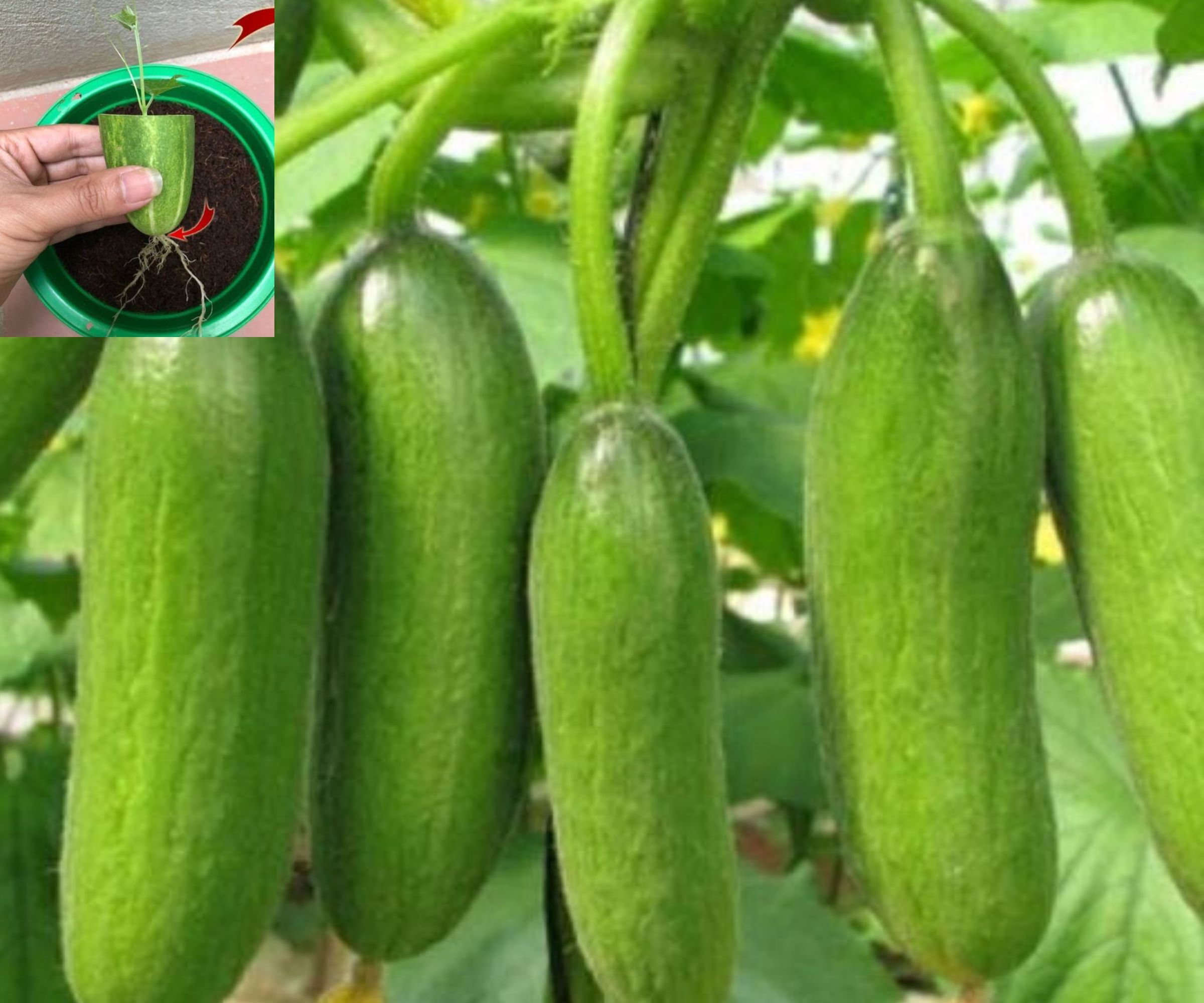 Gurken anbauen: Tipps für eine erfolgreiche Ernte