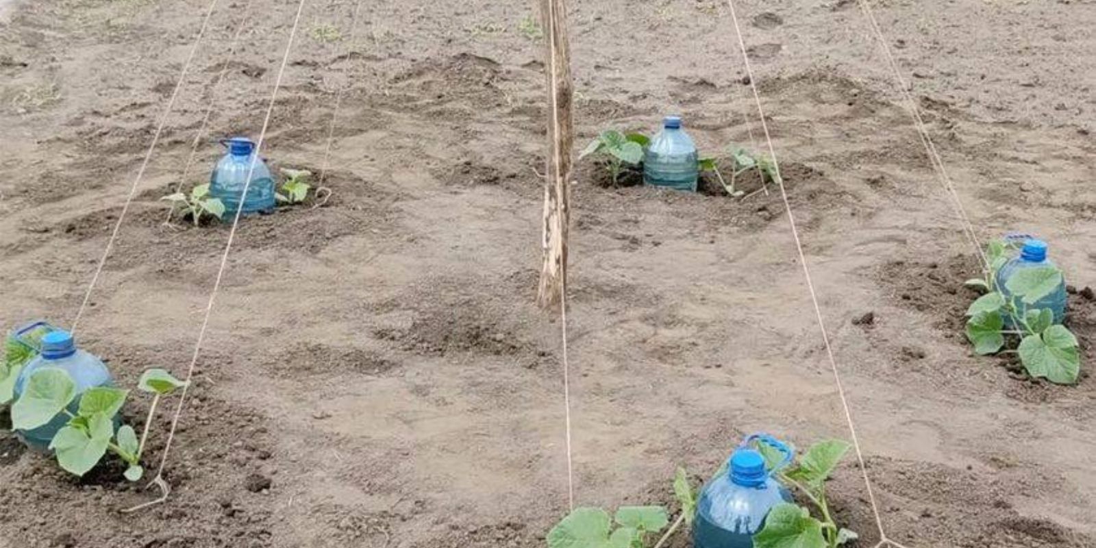 Gurken im Fischgrätenmuster: Eine kreative Art des Anbaus für mehr Ertrag und Ästhetik