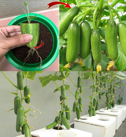 Gurken, züchten Sie sie so – vermeiden Sie Krankheiten und erzielen Sie große Ernten