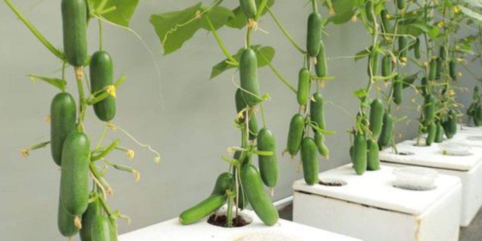 Gurken, züchten Sie sie so – vermeiden Sie Krankheiten und erzielen Sie große Ernten